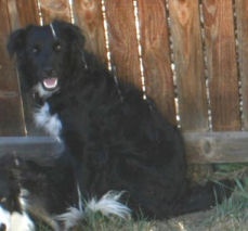 rocky mountain border collie rescue